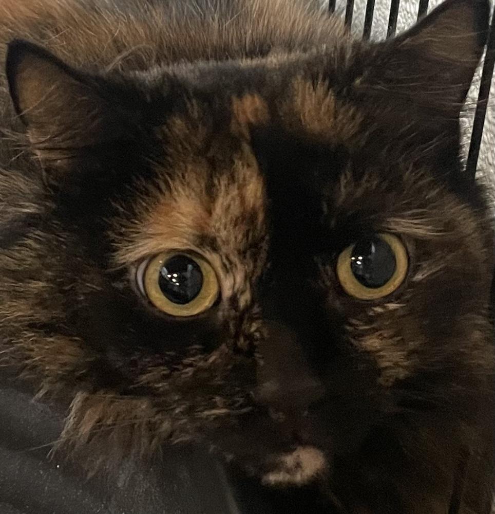 Enlarge PEANUT, a Adoptable mixed breed in Southbury, CT image 3/5