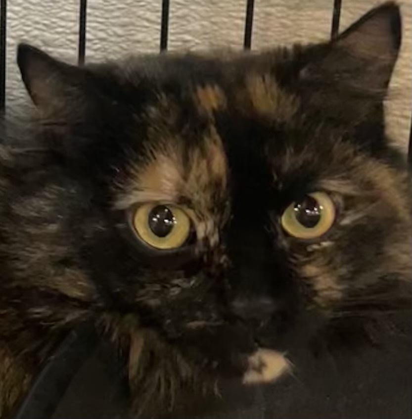 Enlarge PEANUT, a Adoptable mixed breed in Southbury, CT image 4/5