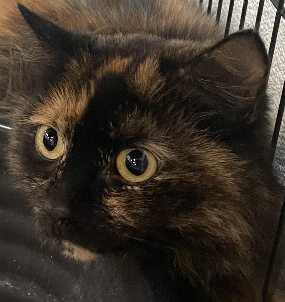 Enlarge PEANUT, a Adoptable mixed breed in Southbury, CT image 5/5