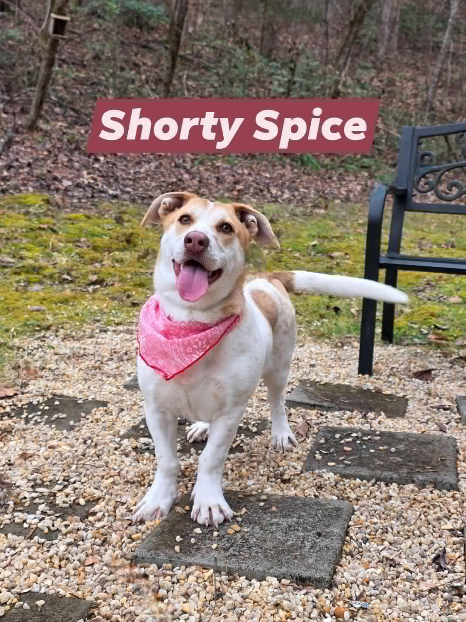 Enlarge Shorty Spice, a ADOPTABLE mixed breed in Sevierville, TN image 1/1