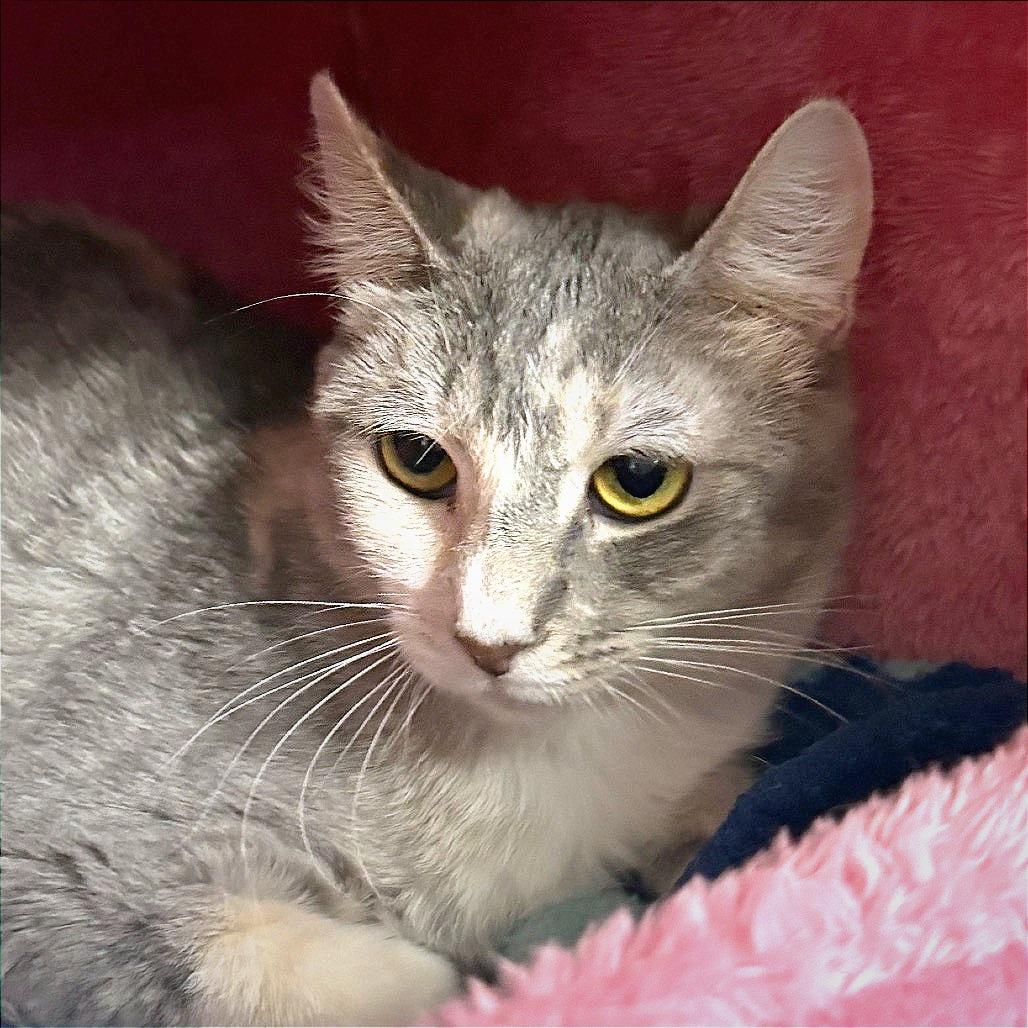 Enlarge Cali, a Adoptable Domestic Short Hair in San Jacinto, CA image 1/4