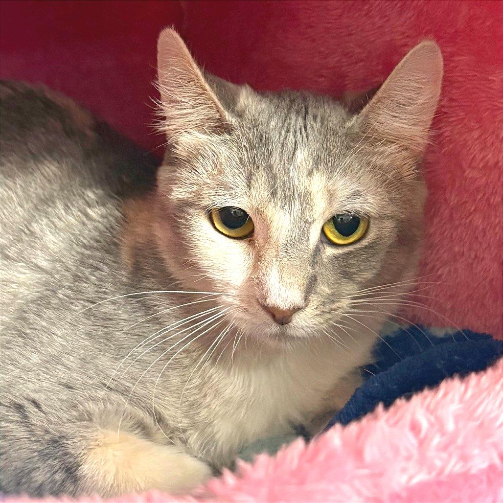Enlarge Cali, a Adoptable Domestic Short Hair in San Jacinto, CA image 2/4