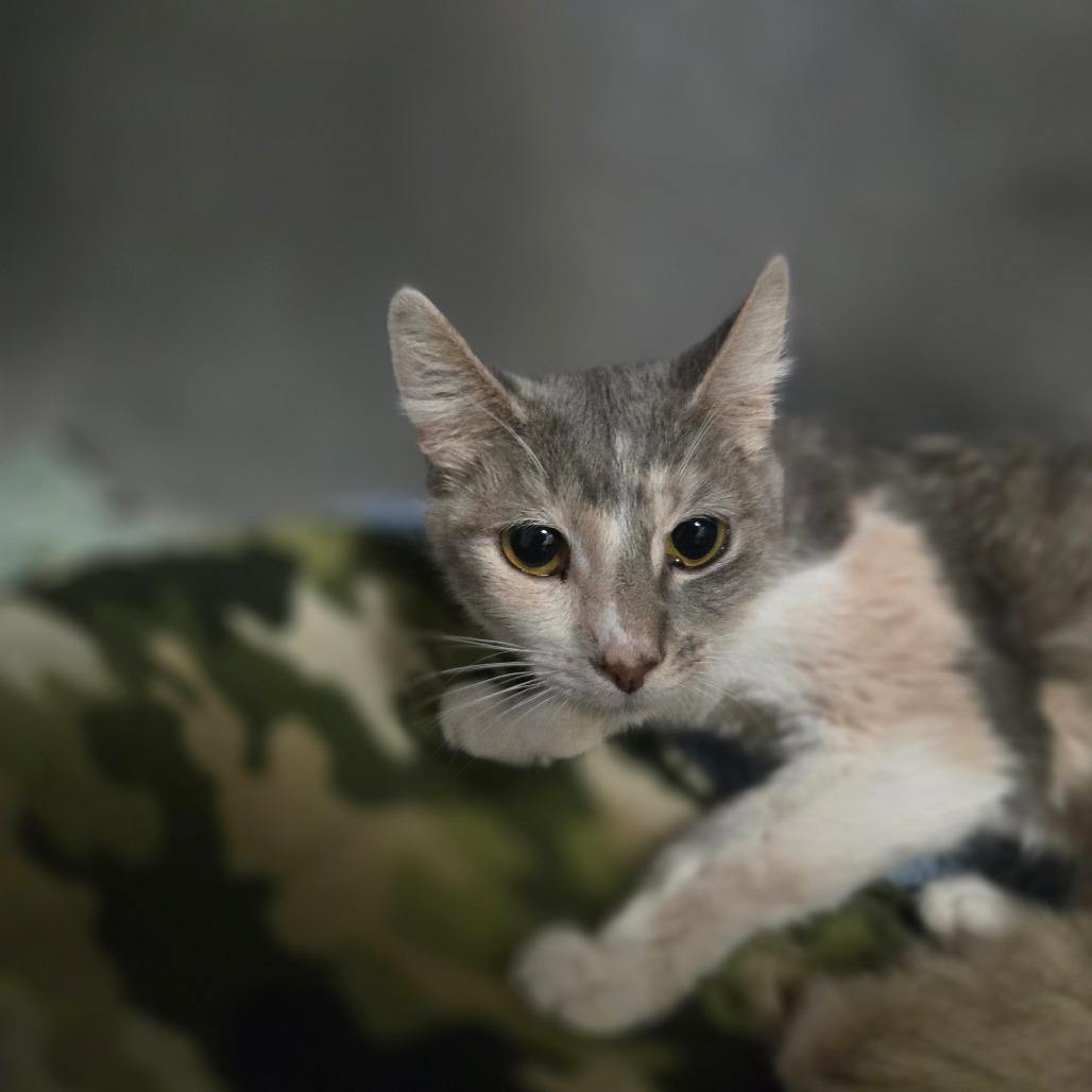 Cali, Adoptable, Adult Female Domestic Short Hair.