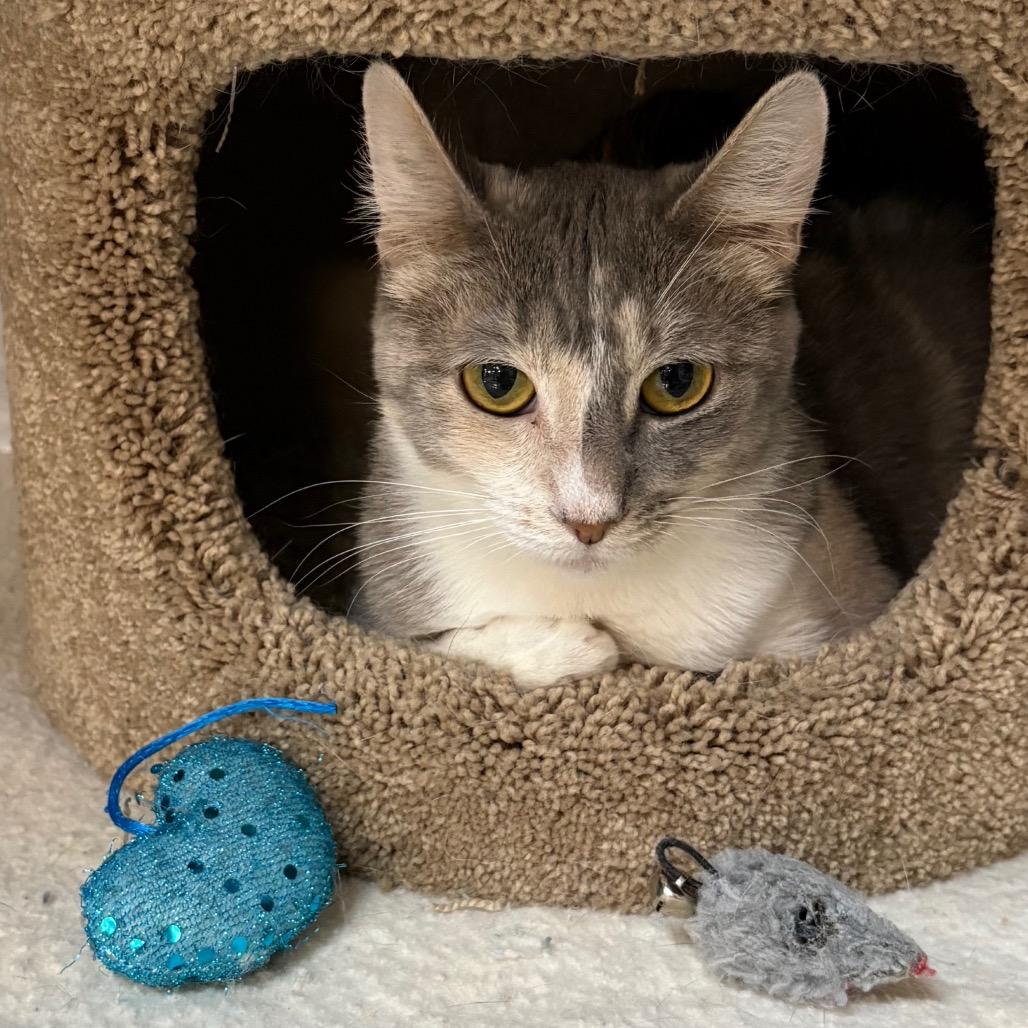 Enlarge Cali, a Adoptable Domestic Short Hair in San Jacinto, CA image 4/4