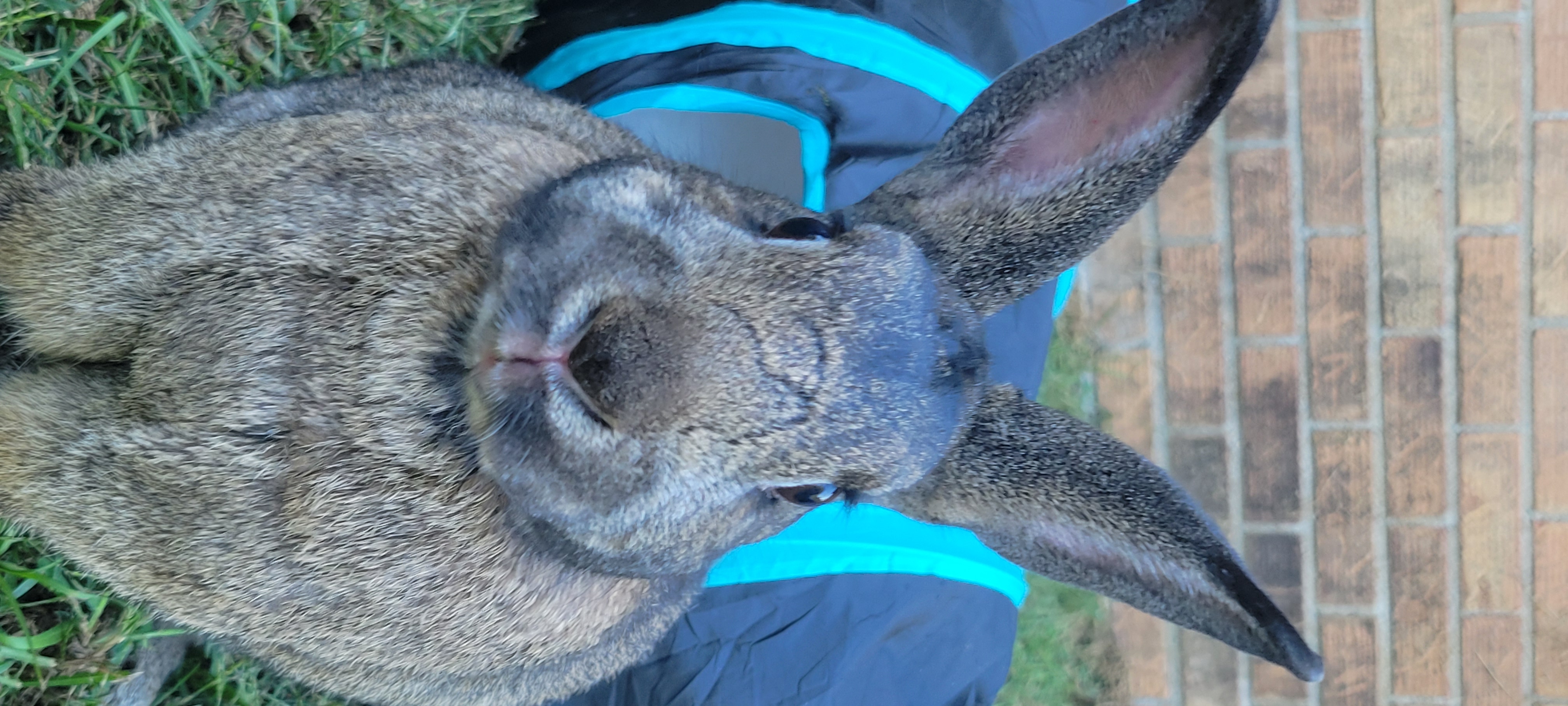 Enlarge Daisy & Violet, a Adoptable mixed breed in Seminary, MS image 5/6