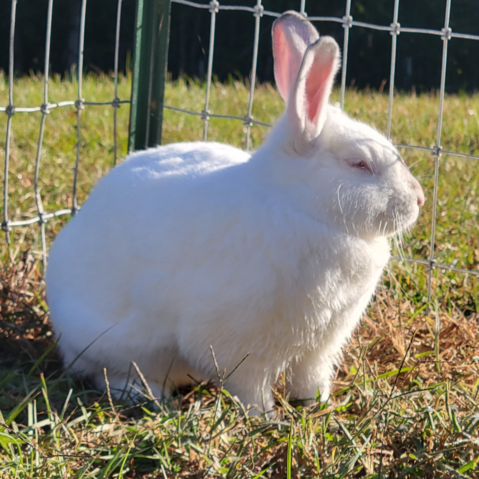 Enlarge Daisy & Violet, a Adoptable mixed breed in Seminary, MS image 6/6