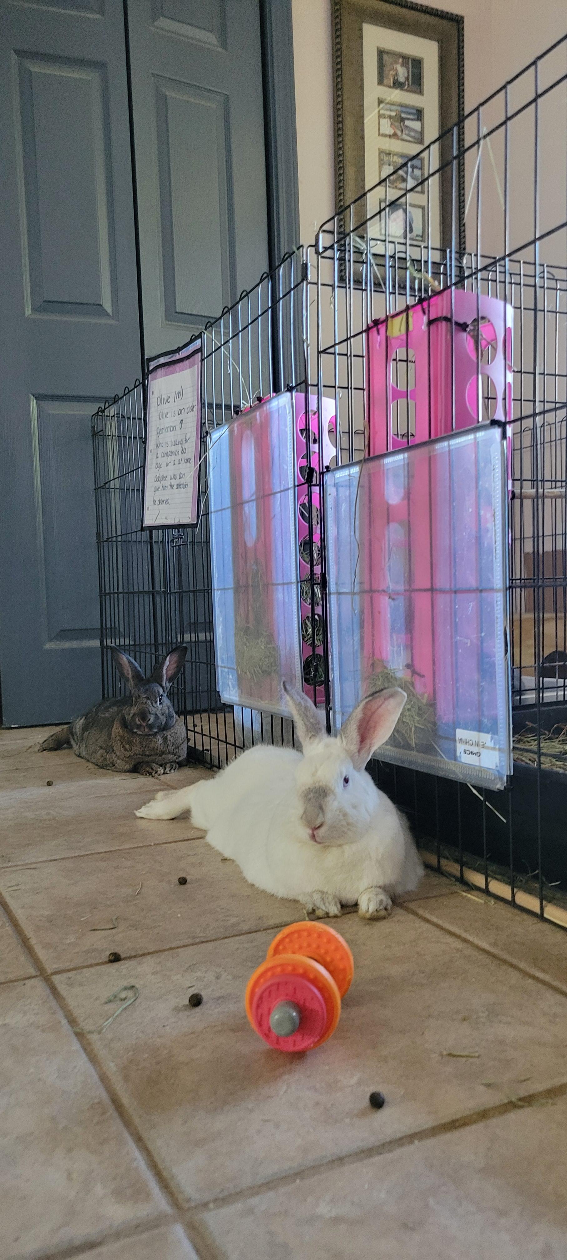 Daisy & Violet, Adoptable, Adult Female Bunny Rabbit.