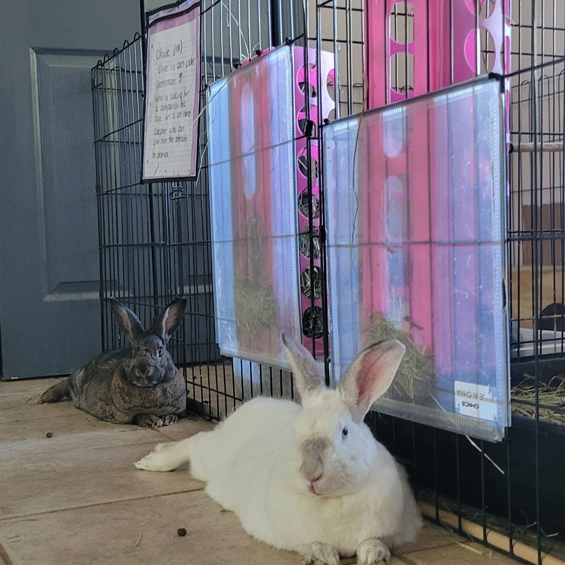 Enlarge Daisy & Violet, a Adoptable mixed breed in Seminary, MS image 4/6