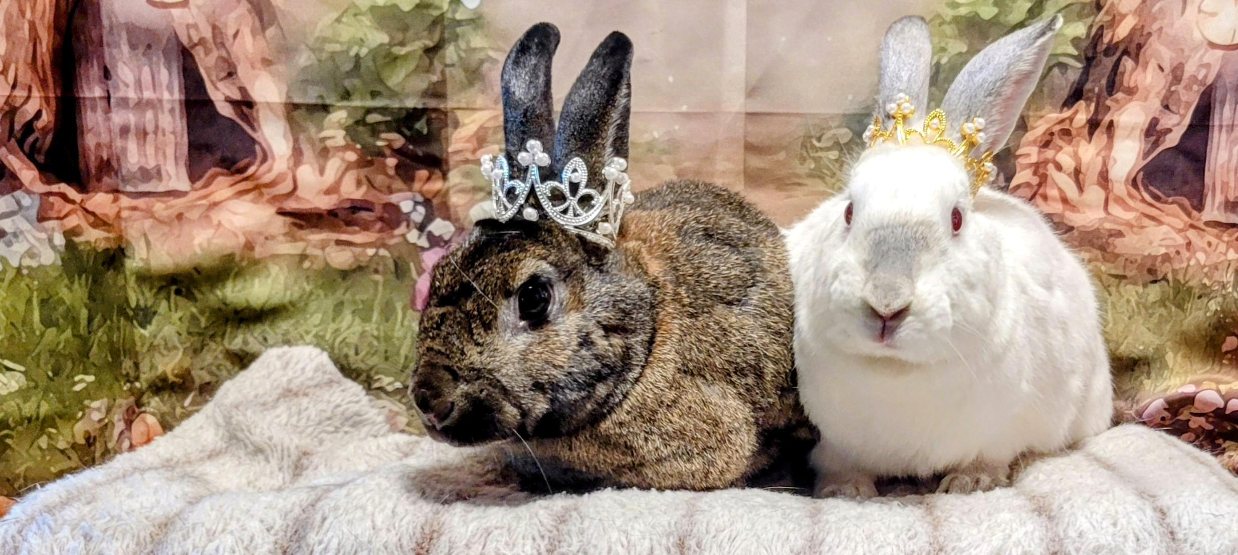 Enlarge Daisy & Violet, a Adoptable mixed breed in Seminary, MS image 1/6