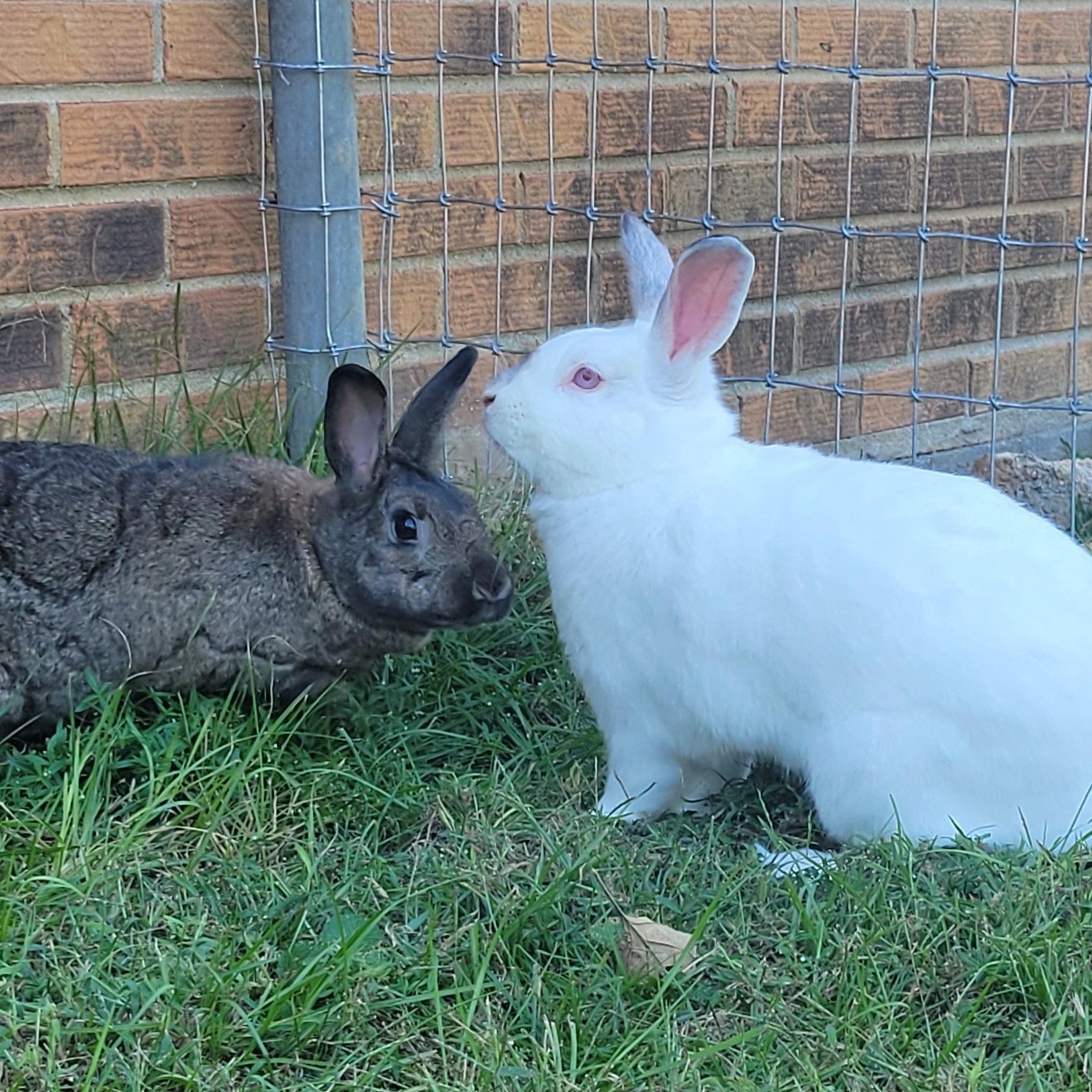 Enlarge Daisy & Violet, a Adoptable mixed breed in Seminary, MS image 3/6