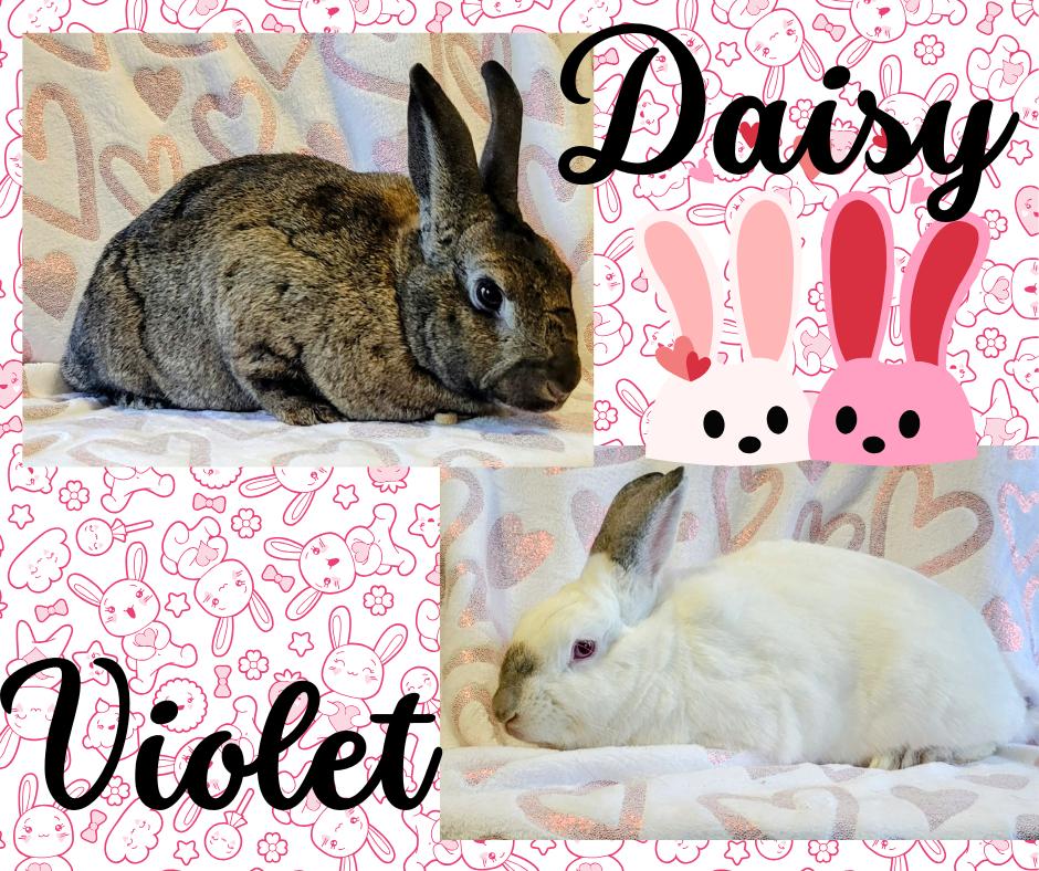 Daisy & Violet, Adult Female Bunny Rabbit