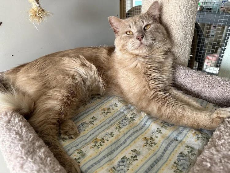 Enlarge Mufasa, a ADOPTABLE Domestic Long Hair in Winona, MN image 3/5
