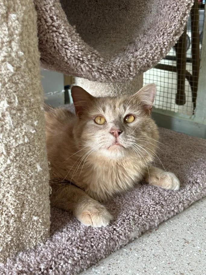 Enlarge Mufasa, a ADOPTABLE Domestic Long Hair in Winona, MN image 2/5