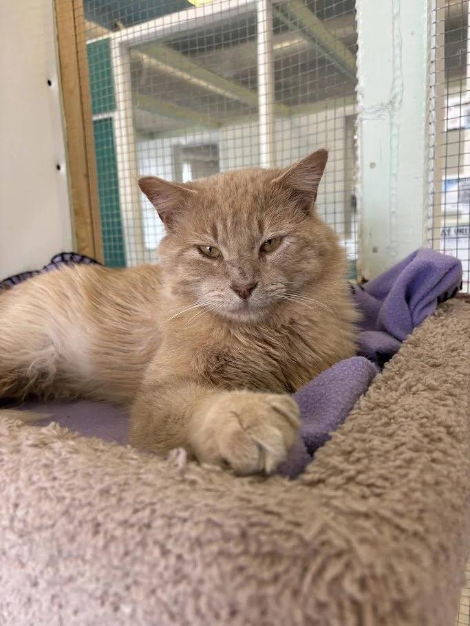 Enlarge Mufasa, a ADOPTABLE Domestic Long Hair in Winona, MN image 4/5