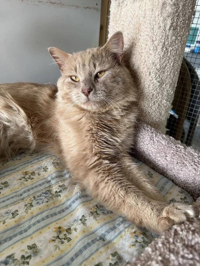 Enlarge Mufasa, a ADOPTABLE Domestic Long Hair in Winona, MN image 5/5