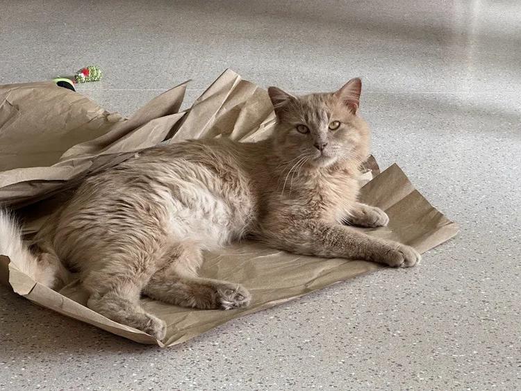 Mufasa, ADOPTABLE, Adult Male Domestic Long Hair.