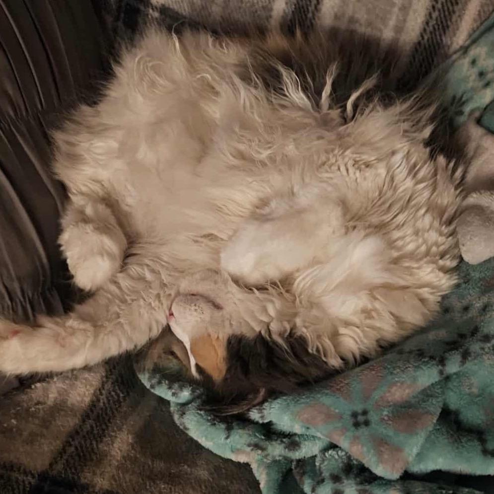 Kira — thumbnail 3