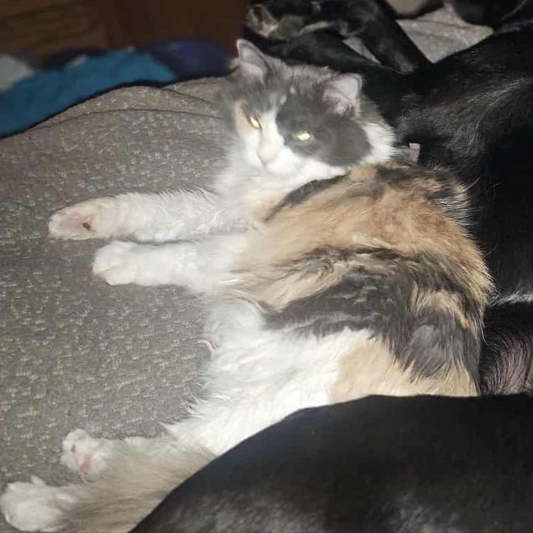 Kira — thumbnail 4