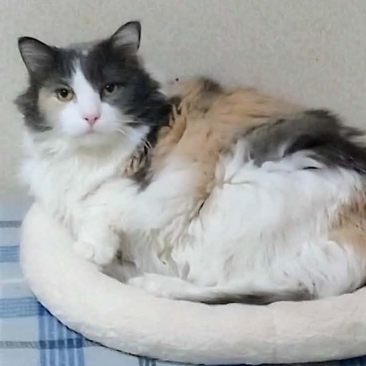 Kira — thumbnail 5