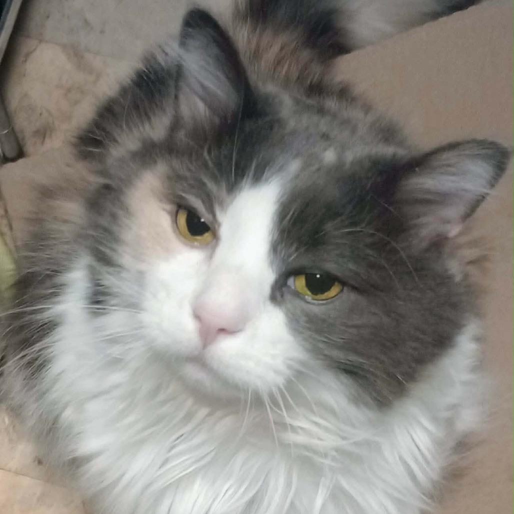 Kira — thumbnail 6