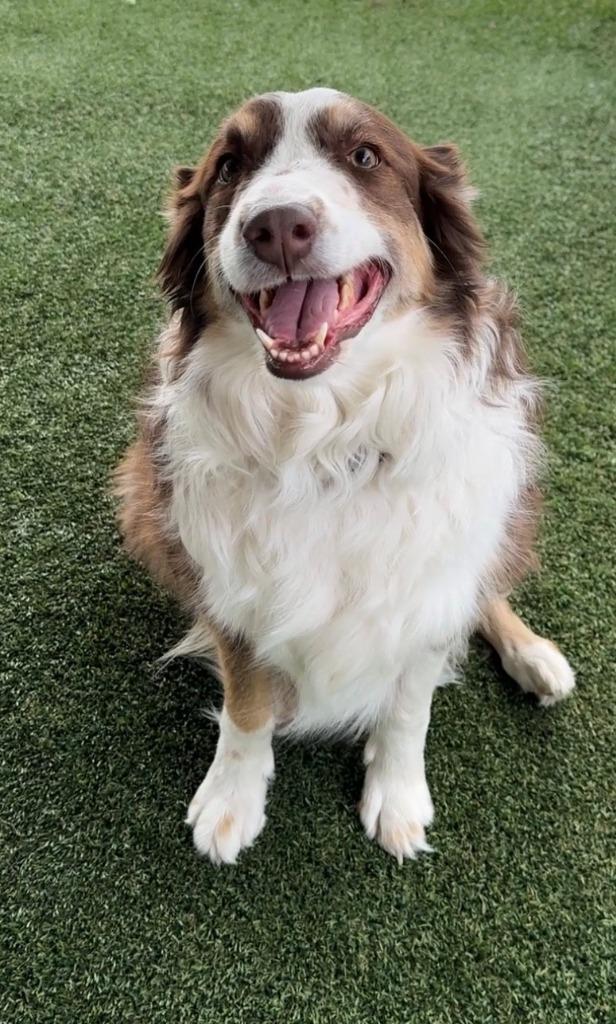 Yonka, Adopted, Adult Female Australian Shepherd.