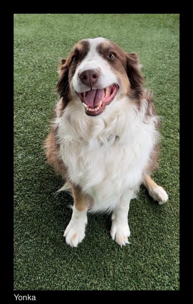 Enlarge Yonka, a Adopted Australian Shepherd in Chino Valley, AZ image 2/2