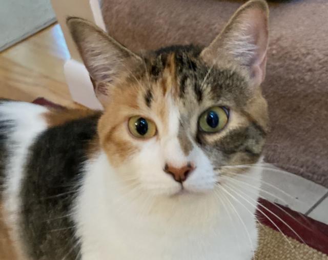 Sassafras is a lap cat, a ADOPTABLE Calico in Durham, CT image 3/3
