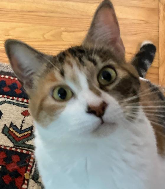 Sassafras is a lap cat, a ADOPTABLE Calico in Durham, CT image 2/3