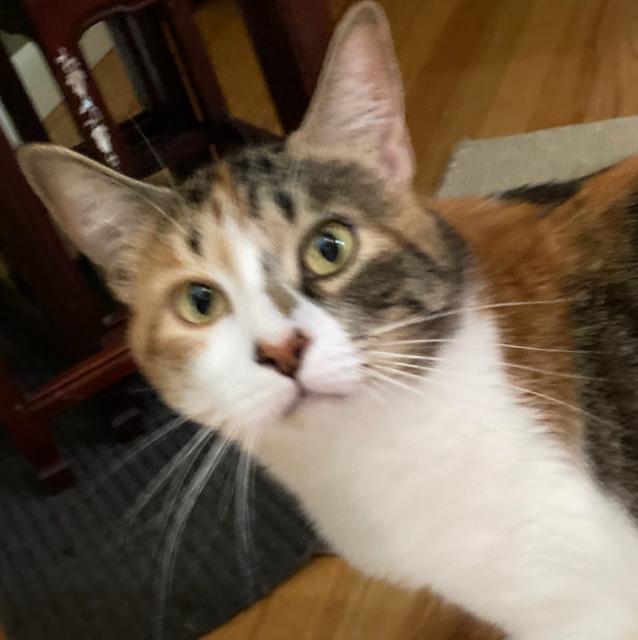 Sassafras is a lap cat, a ADOPTABLE Calico in Durham, CT image 1/3