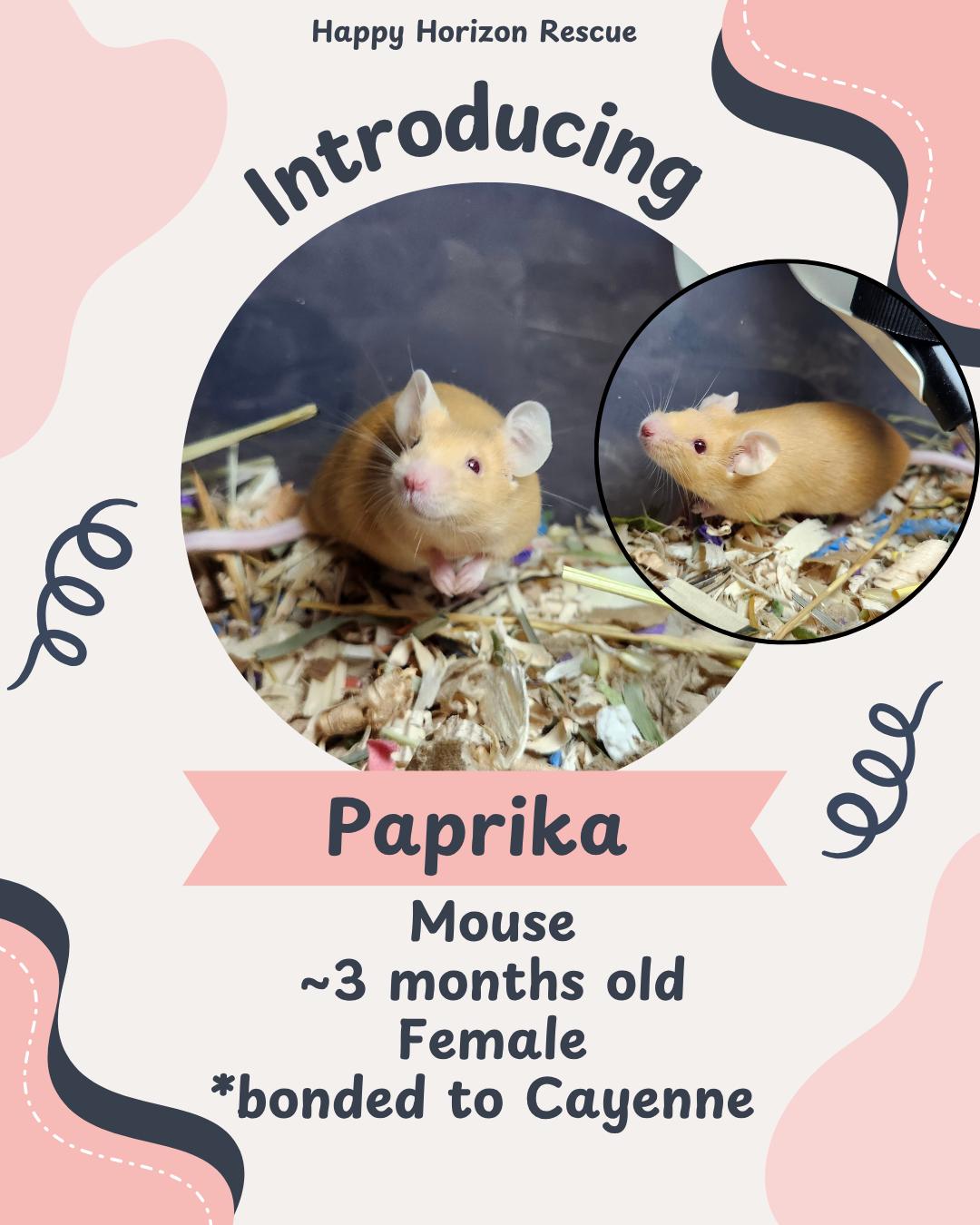 Enlarge Cayenne & Paprika, a ADOPTABLE Mouse in West Chester, OH image 1/2