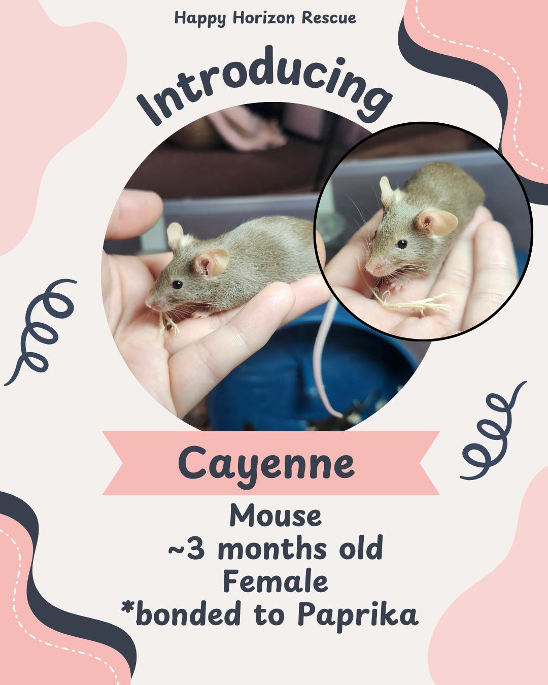 Enlarge Cayenne & Paprika, a ADOPTABLE Mouse in West Chester, OH image 2/2