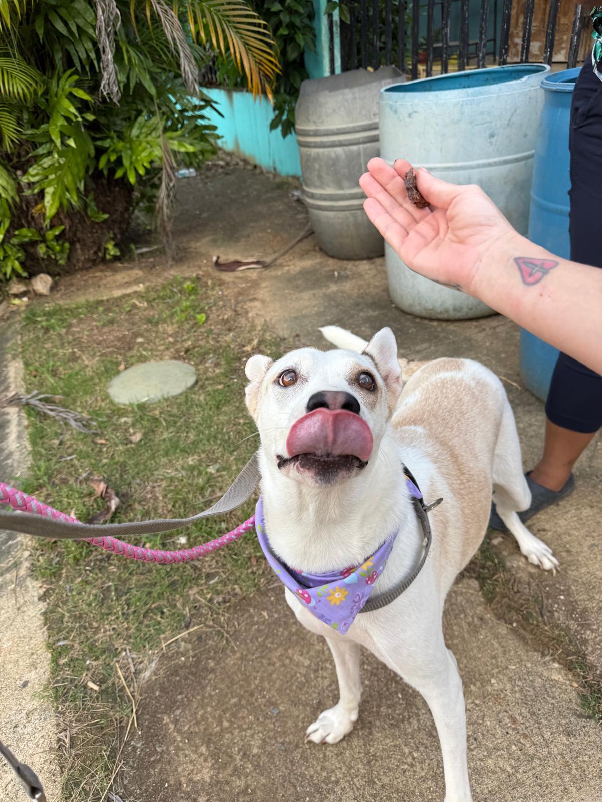 Enlarge BLANCA LUNA, a Adoptable mixed breed in Annapolis, MD image 2/6