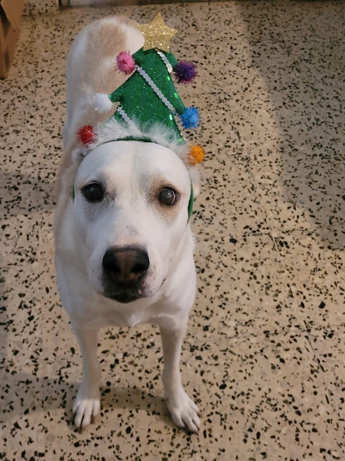 Enlarge BLANCA LUNA, a Adoptable mixed breed in Annapolis, MD image 4/6