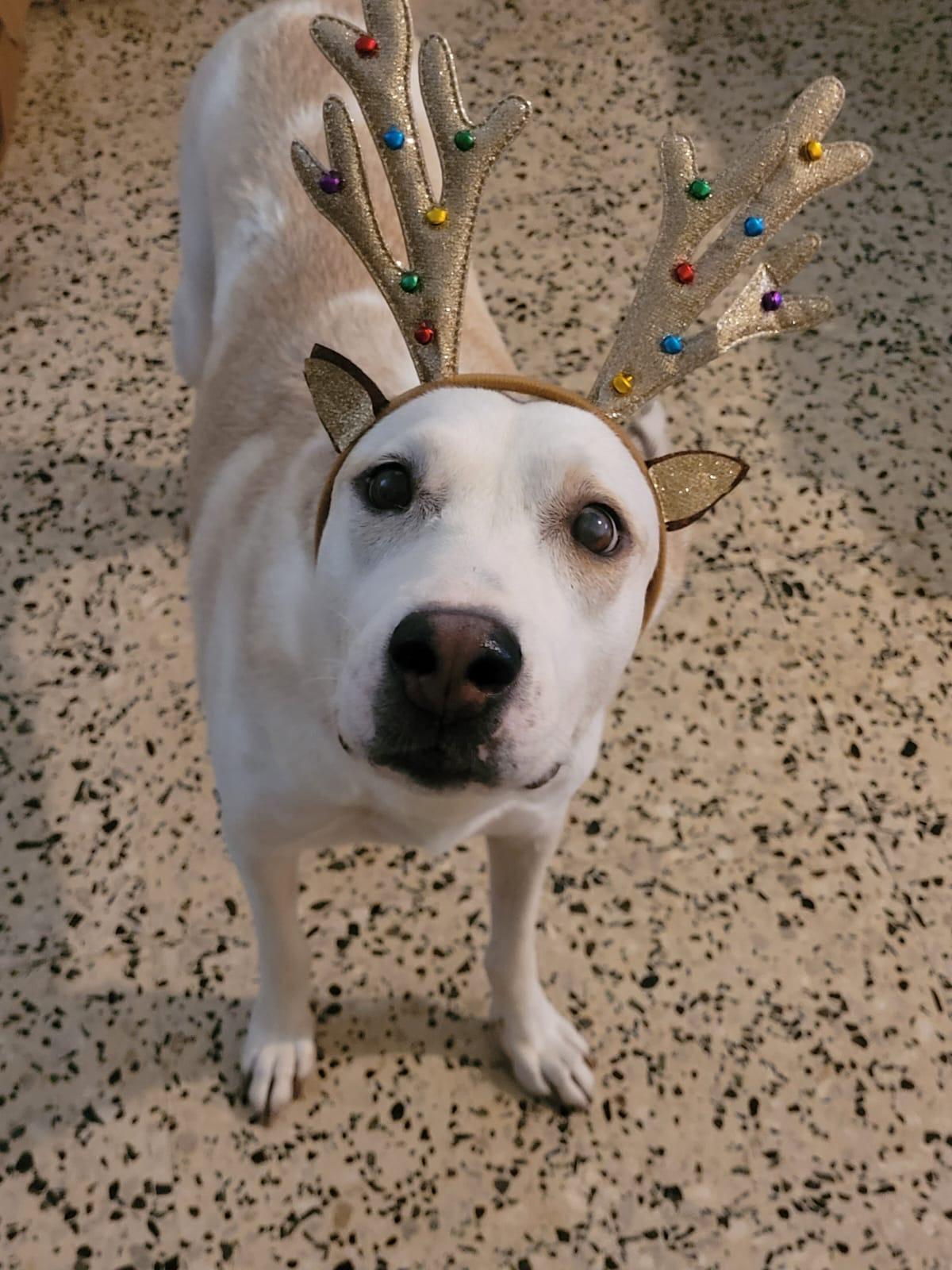Enlarge BLANCA LUNA, a Adoptable mixed breed in Annapolis, MD image 1/6