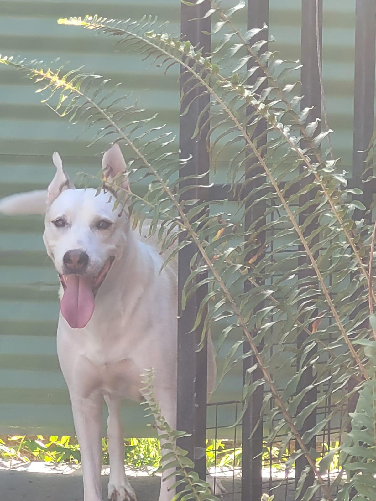 Enlarge BLANCA LUNA, a Adoptable mixed breed in Annapolis, MD image 6/6