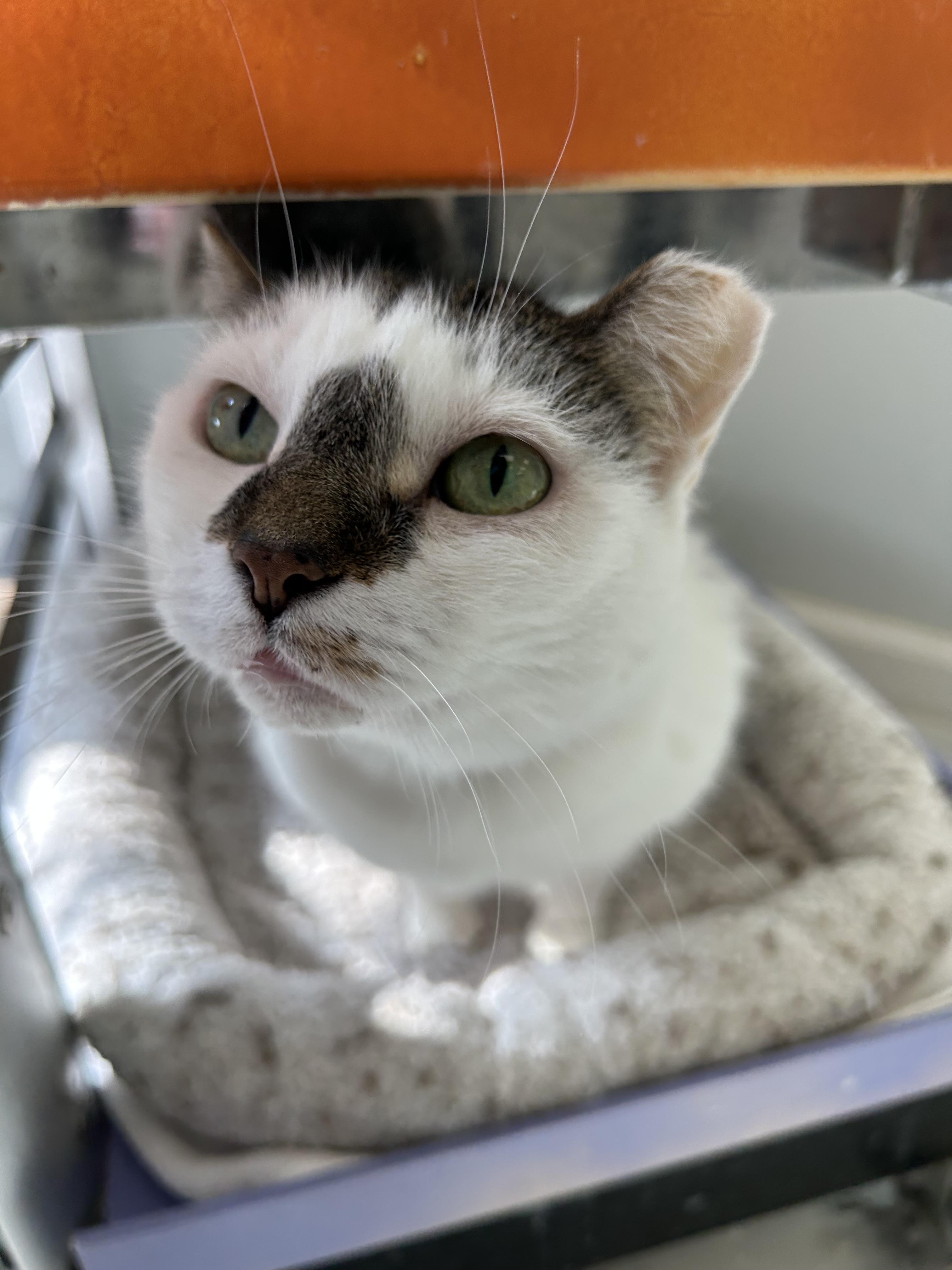 Sweet Pea, a Adoptable Domestic Short Hair in Lansing, MI image 3/5