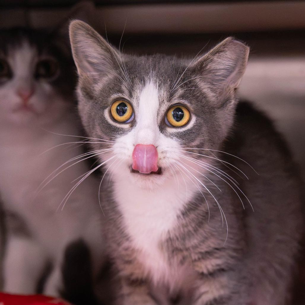 Twister, Adoptable, Kitten Male Domestic Medium Hair.