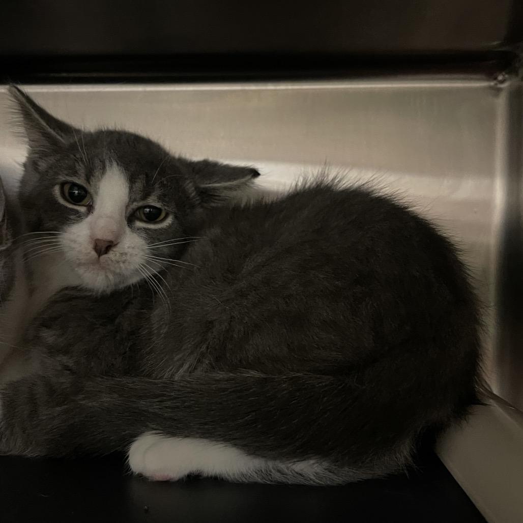 Enlarge Twister, a Adoptable Domestic Medium Hair in Mentor, OH image 2/2