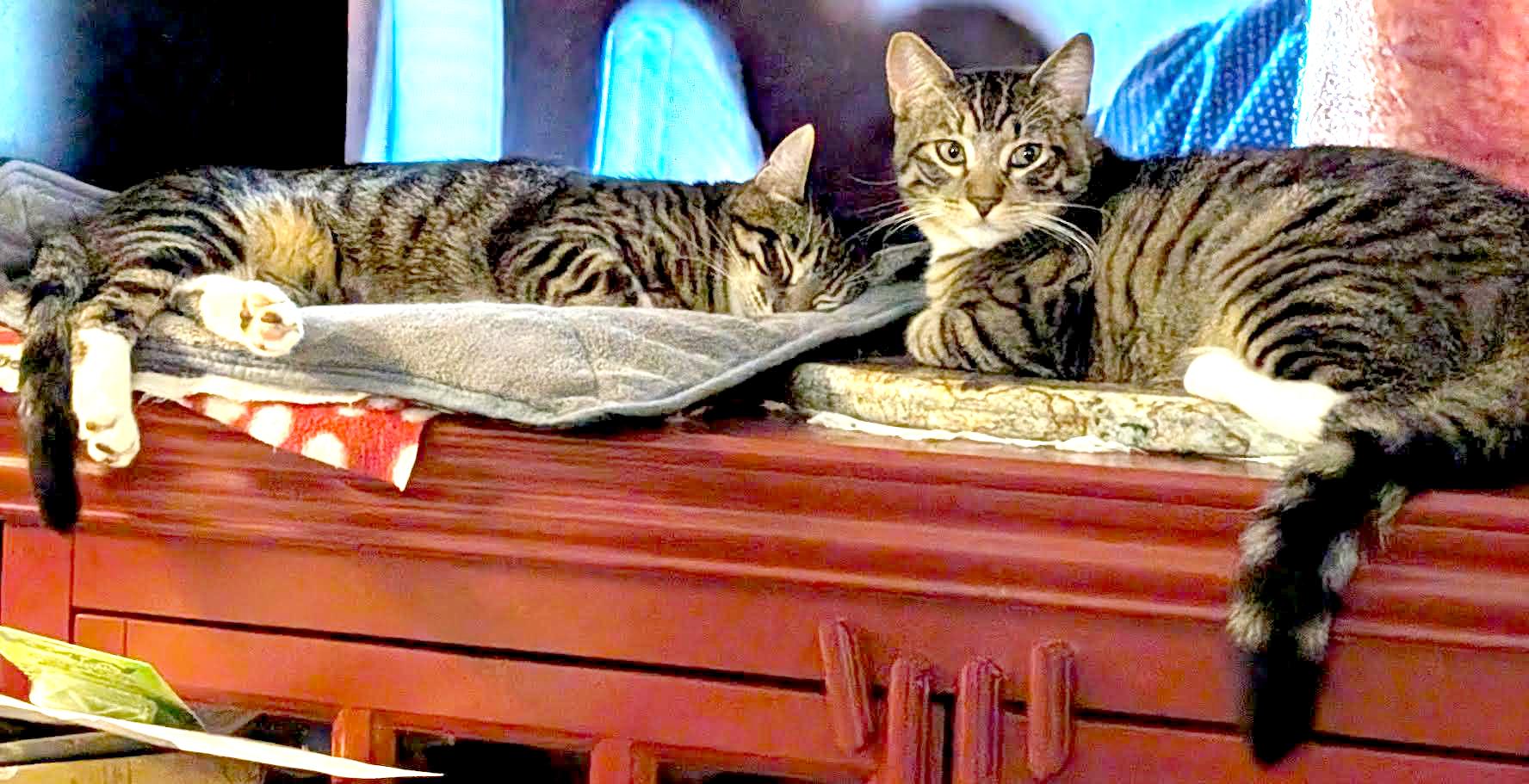 Snickers and Heath - ssb