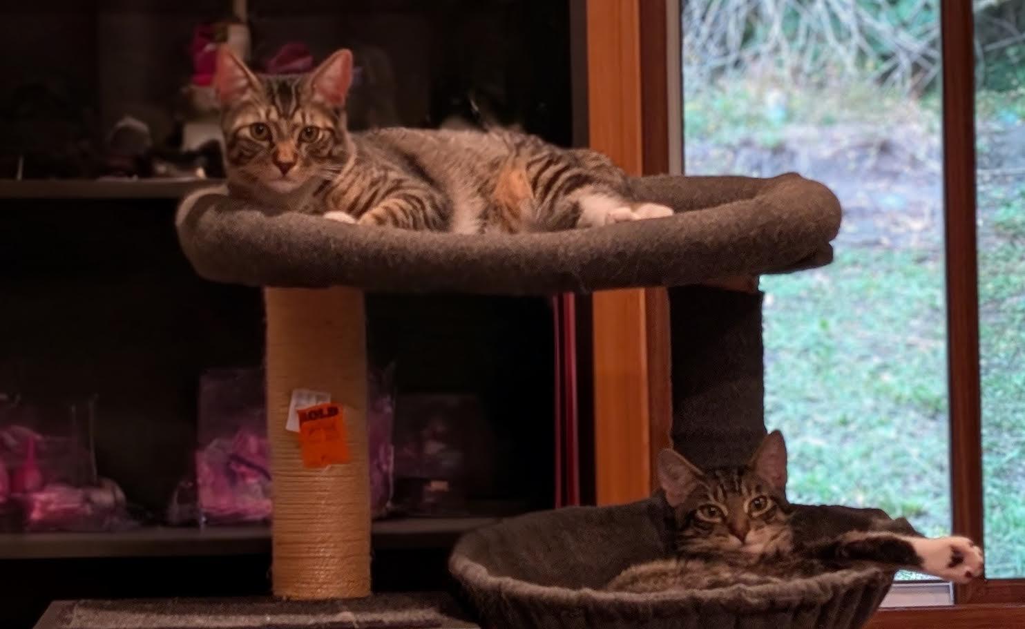 Snickers and Heath - ssb, a Adoptable mixed breed in Burlington, WA image 6/6