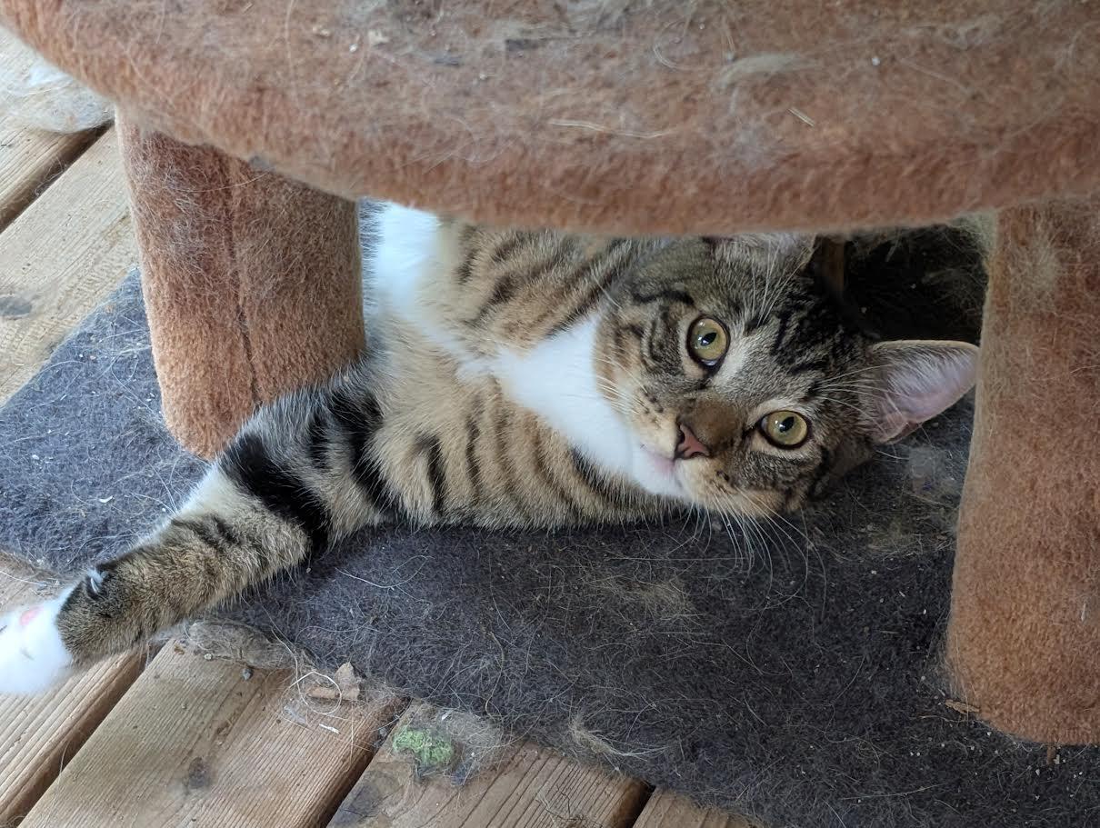 Snickers and Heath - ssb