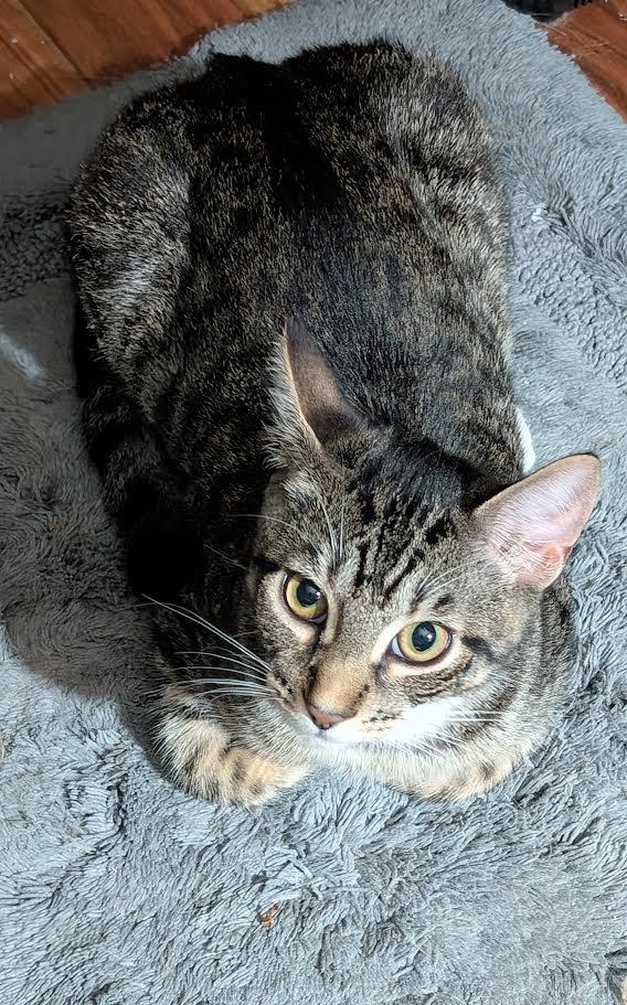 Snickers and Heath - ssb, Adoptable, Young Male Domestic Short Hair & Tabby.