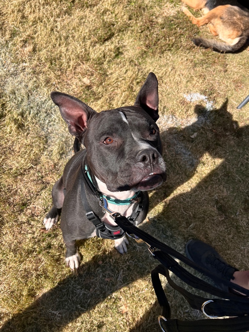 FRANKIE, a Adoptable mixed breed in Las Vegas, NV image 1/12