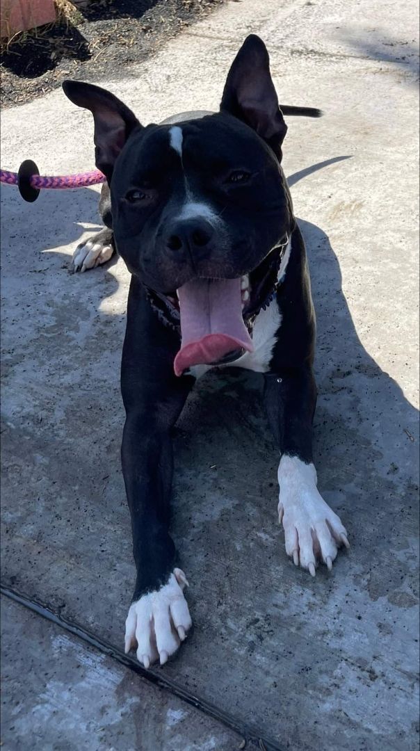 FRANKIE, a Adoptable mixed breed in Las Vegas, NV image 2/12