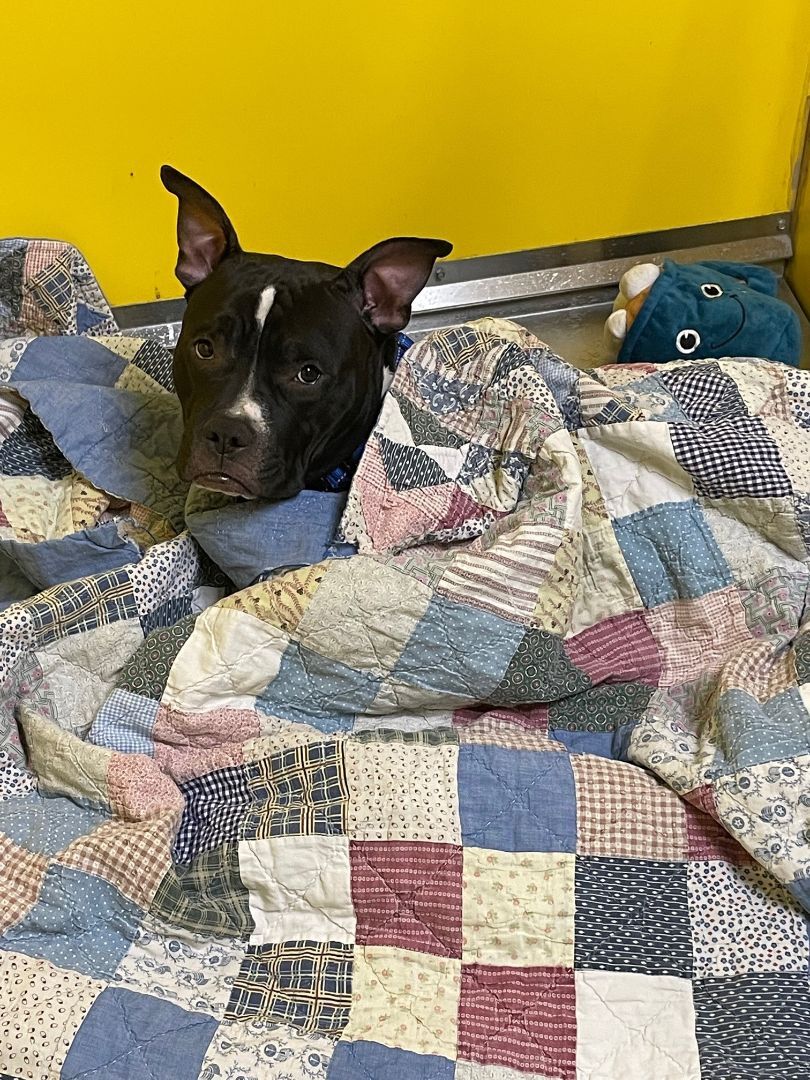 FRANKIE, a Adoptable mixed breed in Las Vegas, NV image 3/12