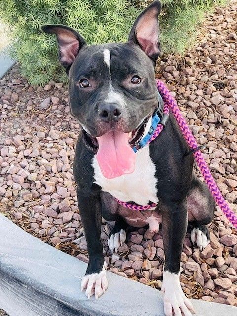 FRANKIE, a Adoptable mixed breed in Las Vegas, NV image 4/12