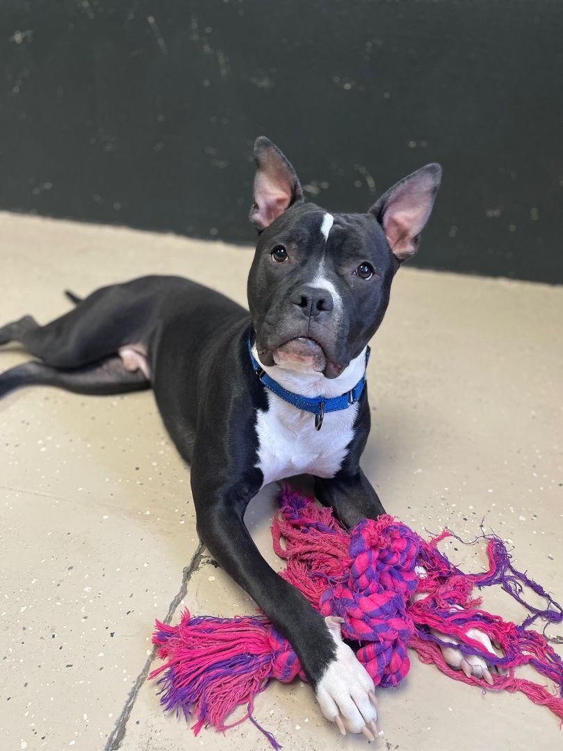 FRANKIE, a Adoptable mixed breed in Las Vegas, NV image 5/12