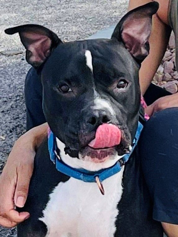 FRANKIE, a Adoptable mixed breed in Las Vegas, NV image 6/12