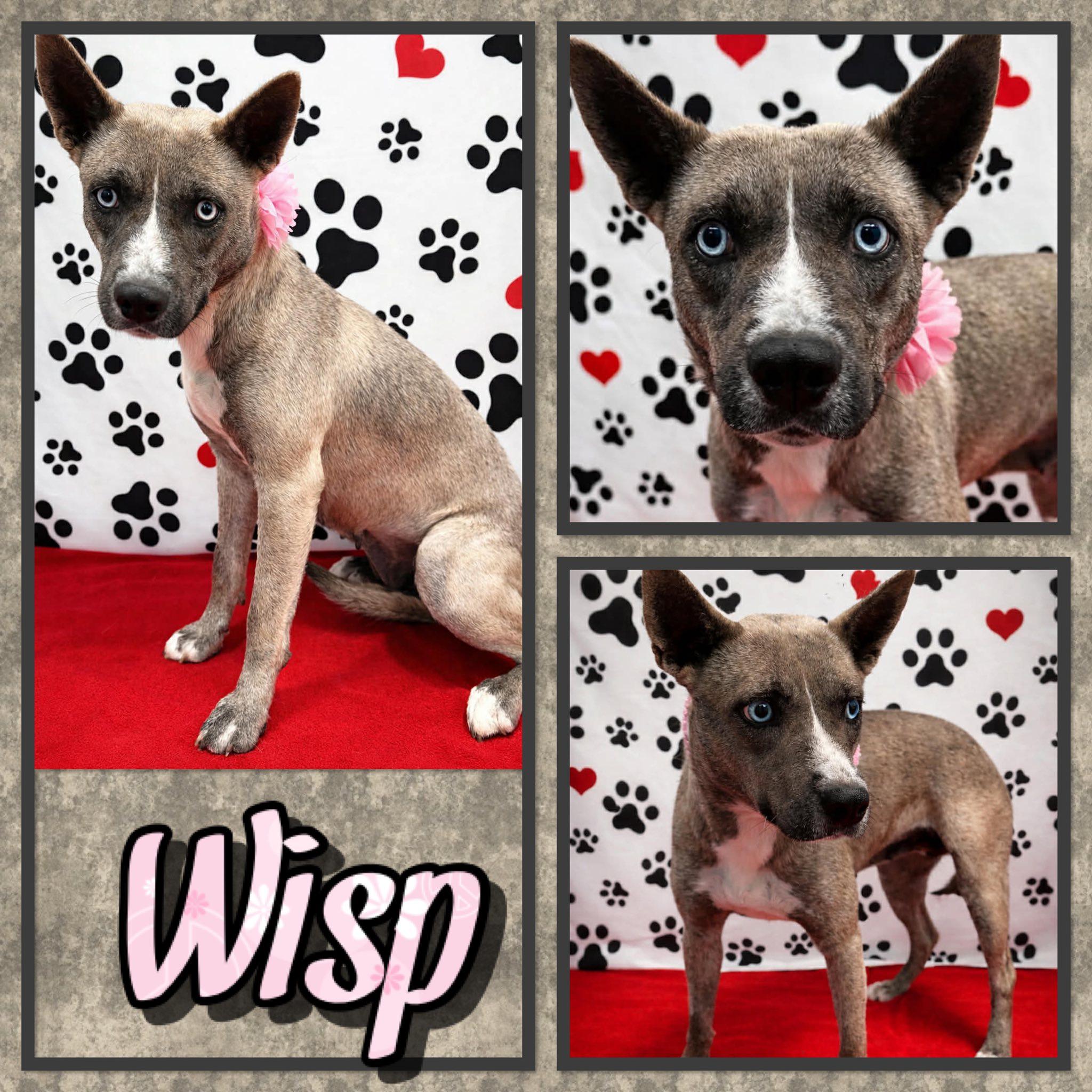 Wisp, ADOPTABLE, Adult Female Mixed Breed.
