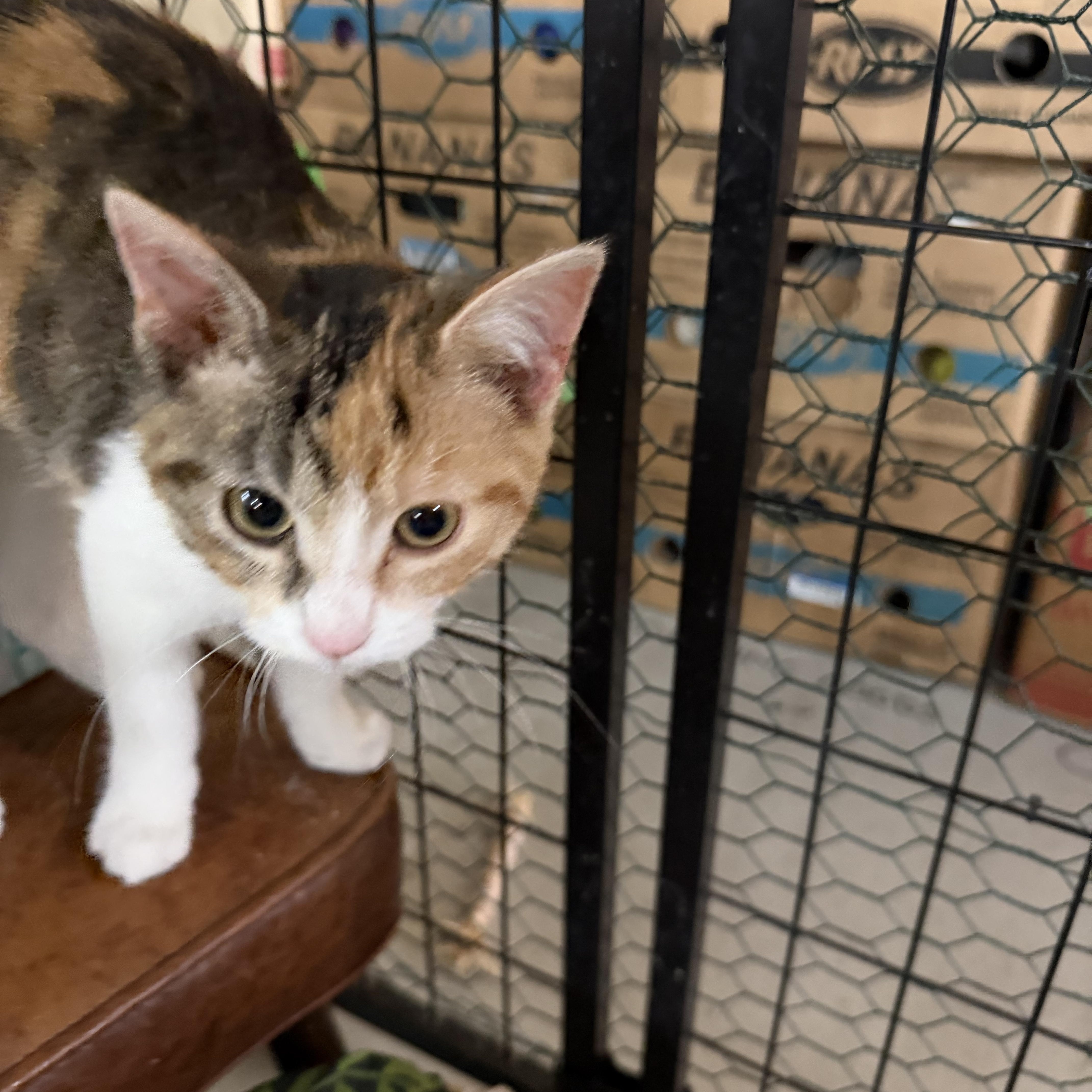 Mellow , ADOPTABLE, Young Female Torbie.